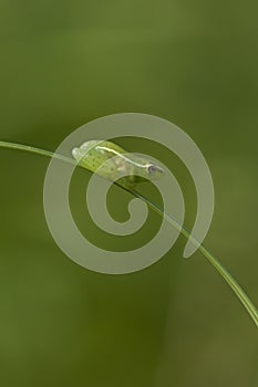 Long Reed Frog, Hyperolius nasutus