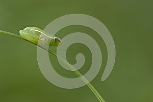 Long Reed Frog, Hyperolius nasutus