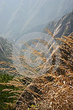 Long reeds on mountainside