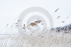 Reeds in winter photo