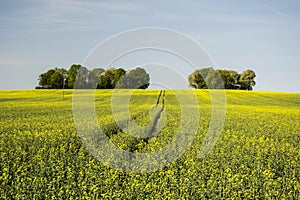 Long road in a field of and trees on a hillock