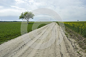 Long road through fields and lonely tree