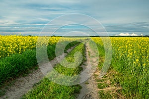 A long road between fields of yellow rapeseed