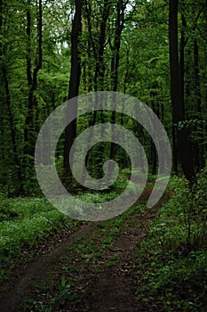 a long road in the forest forest road leads nowhere