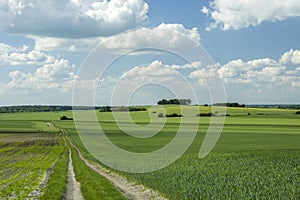 Long road and green fields, grove and clouds in the sky