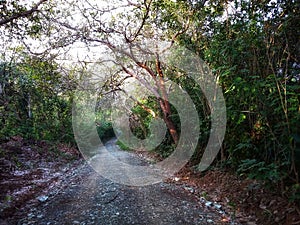 Long Road In the Konawe Forest