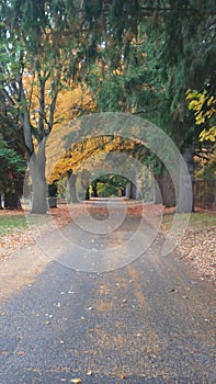 Long road lined with trees and autumn colors