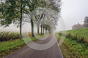 Long road with a row of trees and a dike