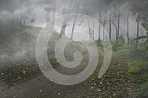 Long road to green grass hill in the forest with thick fog