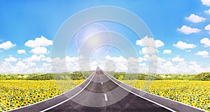 Long road to high puffy cloud cheerful sunny blue sky with sunflowers field