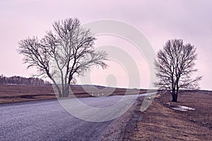 Long road. Trees on roadside