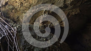 The long roots of the trees descend into the cave to the water. rotating camera shooting. Mexico, Yucatan, famous Grand