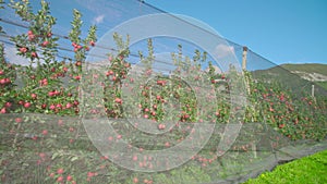 Long row of apple trees grow on plantation near green grass