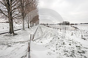 Long row of bare trees between a country road and a dike