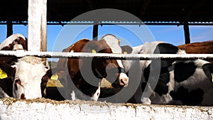 Long row of cattle chewing fodder at milk factory. Curious cows look into camera eating hay on dairy farm. Herd of kines