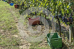 Long row of plastic crates for harvesting black grapes in a Tuscan vineyard during the harvest