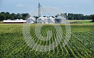 Long rows of corn in farm field, crop storage silos, red barn