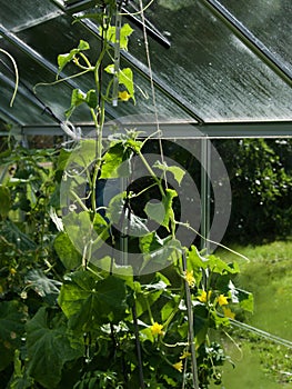 Long rows of cucumber vines to grow vertically