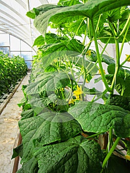 Long rows of cucumber vines to grow vertically