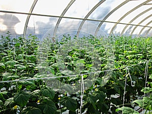 Long rows of cucumber vines to grow vertically in the greenhouse