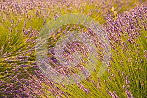 Are long rows of flowering lavender at sunset, field of lavender in France, Valensole, Cote Dazur-Alps-Provence, backlit