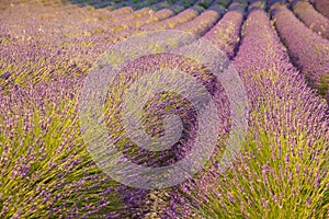 Are long rows of flowering lavender at sunset, field of lavender in France, Valensole, Cote Dazur-Alps-Provence, backlit