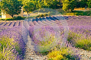 Are long rows of flowering lavender at sunset, field of lavender in France, Valensole, Cote Dazur-Alps-Provence, house