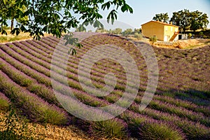 Are long rows of flowering lavender at sunset, field of lavender in France, Valensole, Cote Dazur-Alps-Provence, house