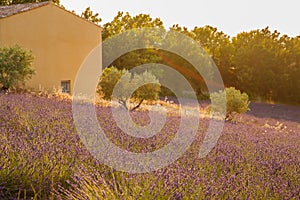 Are long rows of flowering lavender at sunset, field of lavender in France, Valensole, Cote Dazur-Alps-Provence, house