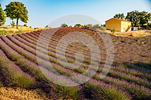 Are long rows of flowering lavender at sunset, field of lavender in France, Valensole, Cote Dazur-Alps-Provence, house