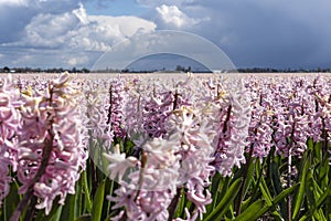 Long rows of fragrant pink hyacinths with heavy rain clouds in the background