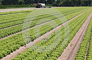 Long rows of green lettuce in the cultivated field in summer