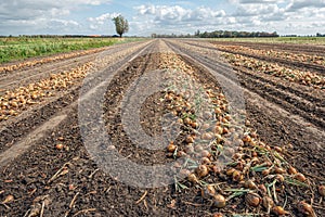 Long rows of harvested onions drying in the field