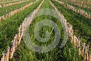 Long rows of maize stubbles