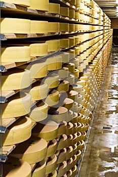 Long rows of maturing cheese wheels