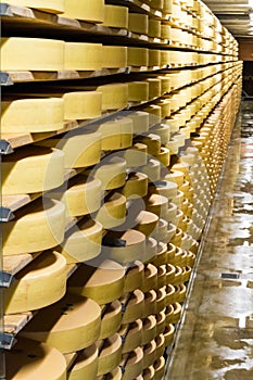 Long rows of maturing cheese wheels