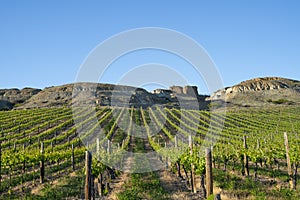 Long rows of pole, wires and grapevines with lime green spring growth leading to hills behind