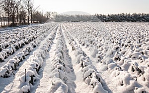 Long rows of snowy leek plants in the field