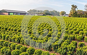 Long rows of spherical boxwood shrubs at a specialized Dutch nursery