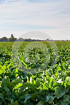 Long rows of sugarbeets in the bright sunlight