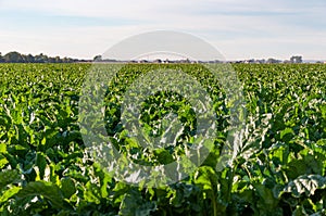 Long rows of sugarbeets in the bright sunlight