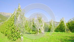 Long rows of young apple trees grow along aisles under mesh