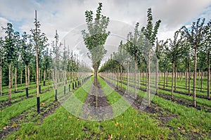 Long rows of young trees in a Dutch avenue tree nursery