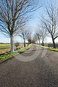 Long rural road with bare trees on both sides