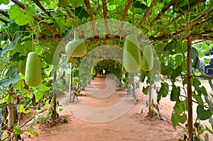 Long sand pathway in green vine tunnel