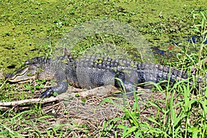 A long scaly green alligator sunning