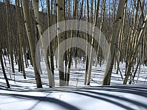 Long Shadows In Aspen Wood