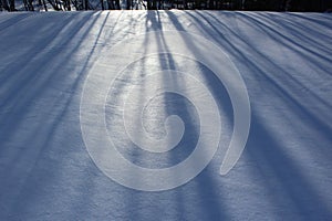 Long shadows from the late afternoon sun cast on the spotless snow in Canada