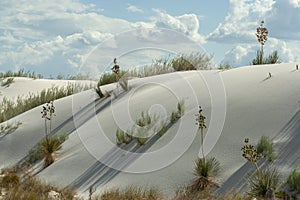 Long shadows on the sand dunes at White Sands National Park, New Mexico, won