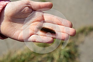 long shaggy caterpillar on a girl& x27;s arm